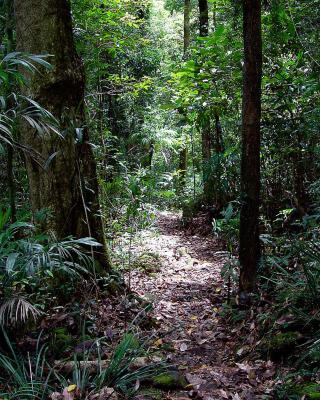 Springbrook Lyrebird Retreat