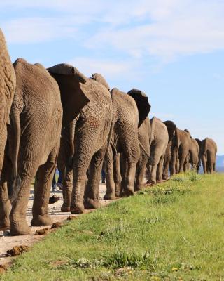 Knysna Elephant Park Lodge