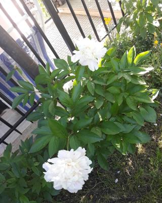 El Giardino delle Rose.....