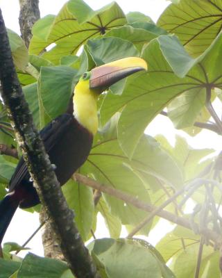 The Sunset Tucano Lodge