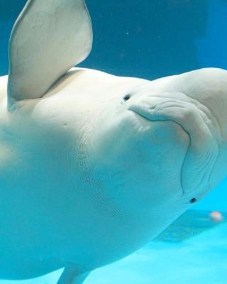 Kamogawa Sea World Hotel