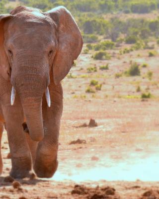 Addo Elephant Safari Lodge - Bellevue Forest Reserve