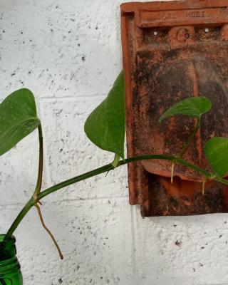 Adams Wood House Ayurveda Homestay Kochi
