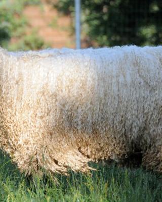 Wine Country Private Working Sheep Farm; Rustic Elegance