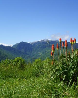 Chalets "les gentianes"