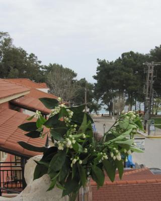 Mandola Del Mare