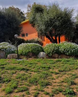 Stella Sulcitana