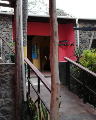 Galapagos Morning Glory