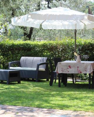 Relax in the Olive Grove