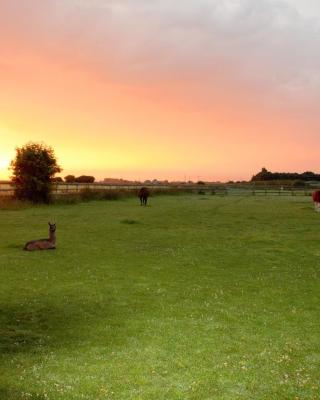 Glamping with Llamas