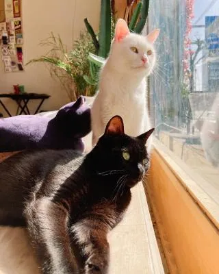 Mad Cat Hostel Osaka & Bar