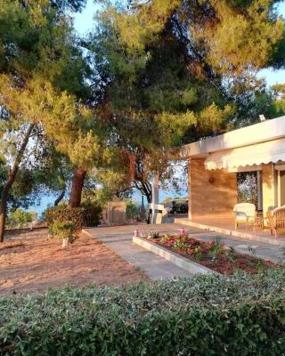 Pine tree beachfront villa