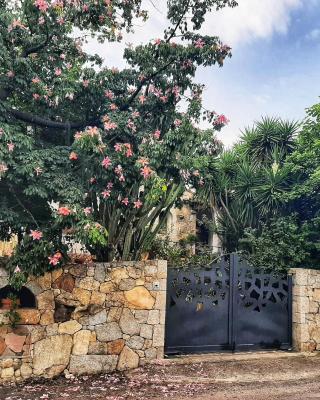 B&B Chorisia