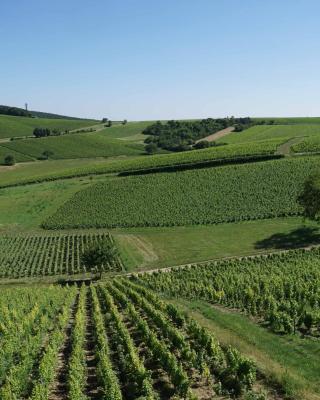 Au pied des Vignes