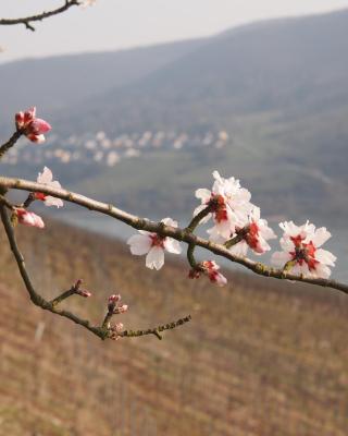 Gastehaus Weingut Rossler