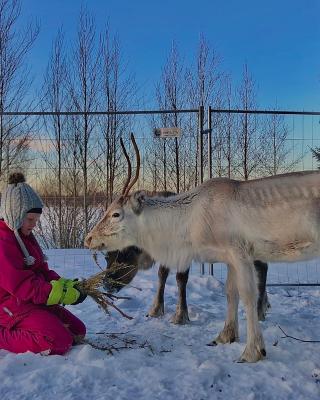 Beautiful rural experience with reindeer