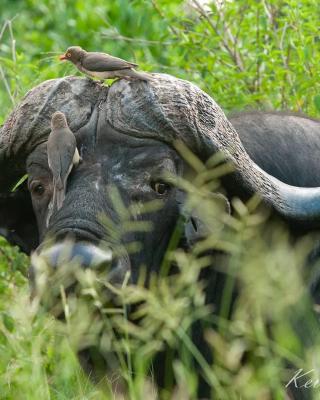 Inyati Game Lodge