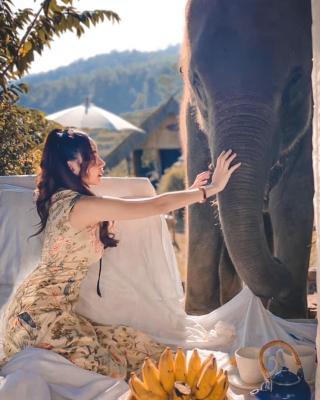 3 Pok Maewang jinxiang Gold elephant park