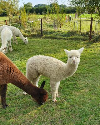 Dartmoor Reach Alpaca Farm Heated Cabins