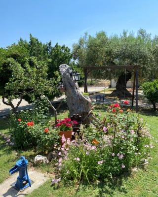 Wine & Olive Studio