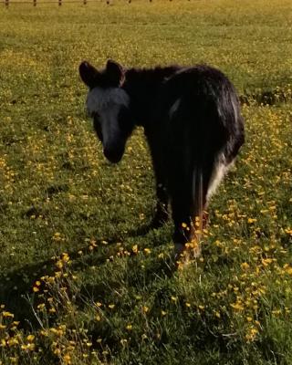 Durham Donkey Rescue Shepherd's Hut