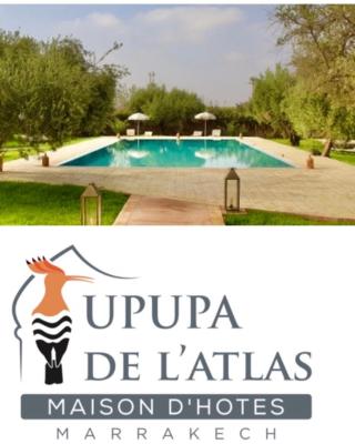 Upupa de l’Atlas