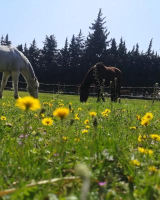 Gîte du Poney Fringant - Prancing Pony