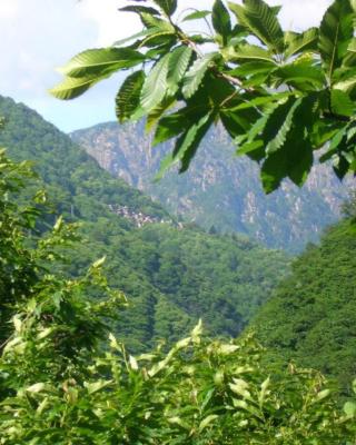 B&B CA' DEL PITUR CICOGNA