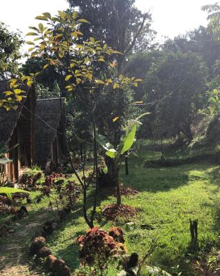 Sumatra Thomas Leaf Monkey Guesthouse & Jungle Trek