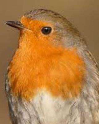 Le Rouge Gorge Curieux