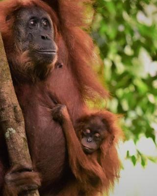 Lucky Bamboo'Bungalows-Resto and Orangutan Jungle Trekking Tours