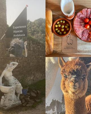 Experience Alpacas in Andalucia
