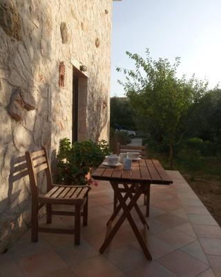 Olive Trees