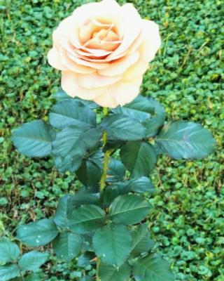 Bilocale Le Rose