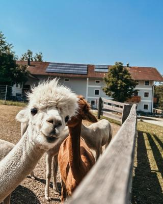 Ferienhof Petermühle Urlaub mit Alpakas