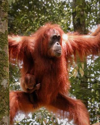 Sumatra Jungle Trek In & Orangutan Trips