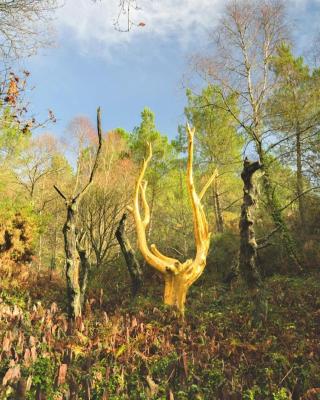 L'arbre dort studio indépendant