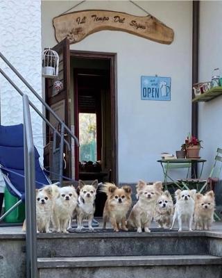 B&B Il tempo del sogno con cani e gatti Pet&Breakfast