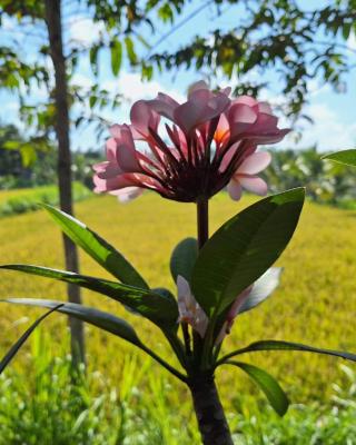 Bunga Maliq Bungalow Lombok