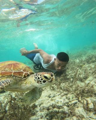 Moalboal Indino's Guesthouse sardines run and sea turtle 1 minute walking distance