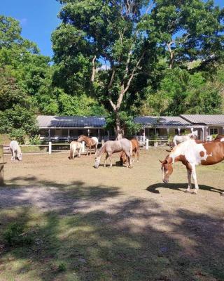Ranch Black Horse
