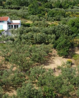 House among olive trees with a sea view 3