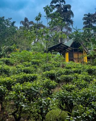 Rainforest cabin