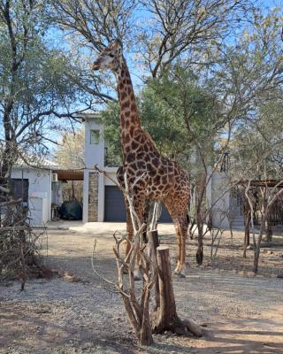 Giraffe Studio @ Kruger