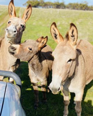 Sandalwood Downs Fabulous Farm Stay TOODYAY