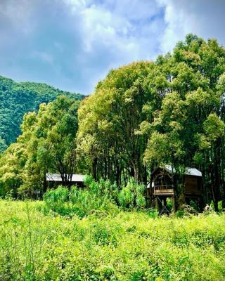 Kanopea Forest Lodge