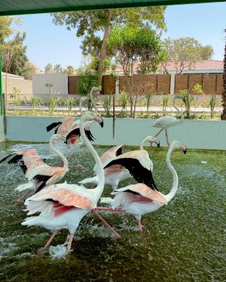 Flamingo Cottages
