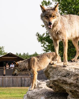 Lodges insolites chez RDV en Terre Animale