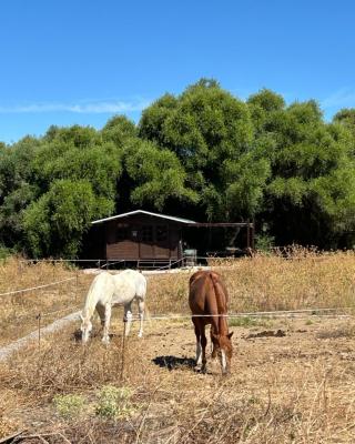 Cabaña rústica en un rancho con caballos, Prado del Rey, Andalucía