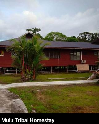 Mulu Tribal Homestay